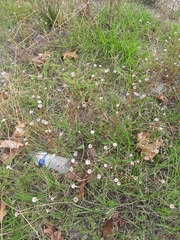 Erigeron karvinskianus