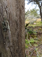Chaenotheca brunneola