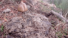Panaeolus