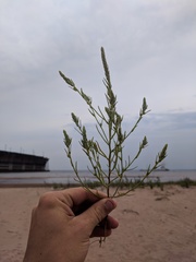 Corispermum villosum