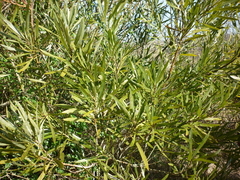 Pouteria salicifolia