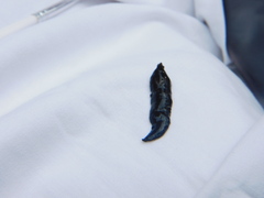 Continenticola