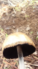 Panaeolus