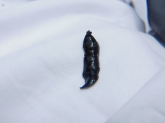 Continenticola