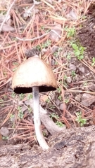 Panaeolus