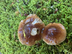 Cortinarius mucifluus