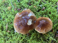 Cortinarius mucifluus