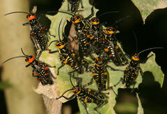 Chromacris psittacus