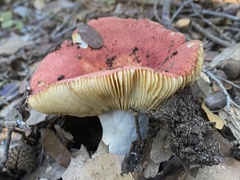 Russula aurea