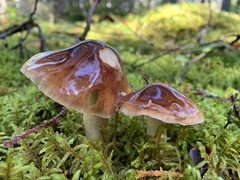 Cortinarius mucifluus