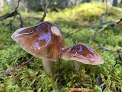 Cortinarius mucifluus