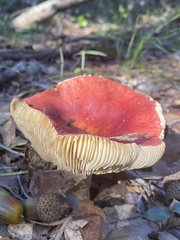 Russula aurea