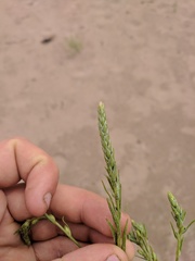 Corispermum villosum