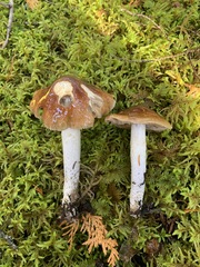 Cortinarius mucifluus
