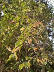 Celtis australis
