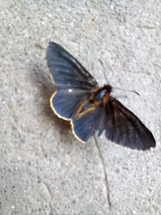 Metardaris