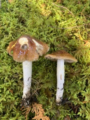 Cortinarius mucifluus