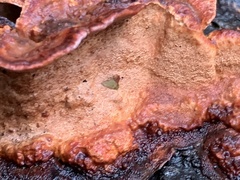 Rhodofomes cajanderi