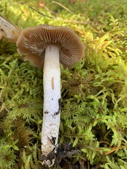 Cortinarius mucifluus