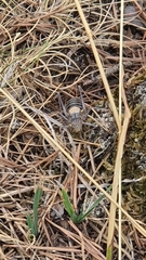 Lluciapomaresius stalii