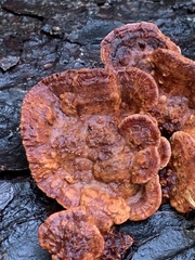 Rhodofomes cajanderi