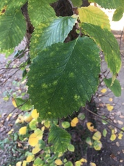 Ulmus