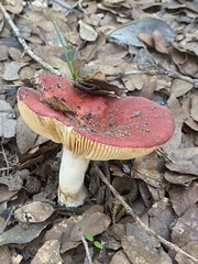 Russula xerampelina