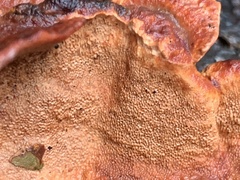 Rhodofomes cajanderi