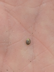 Corispermum villosum