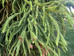 Cryptomeria