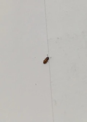 Coleoptera