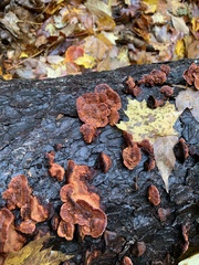 Rhodofomes cajanderi