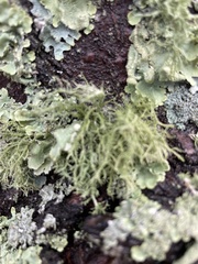 Ramalina americana