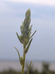 Corispermum villosum