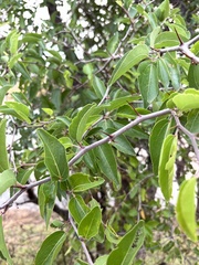 Ziziphus mucronata