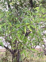 Ziziphus mucronata