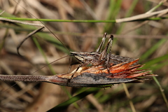 Larifugagraecia cornuta