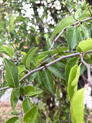 Ziziphus mucronata