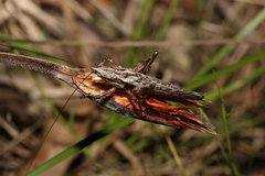 Larifugagraecia cornuta