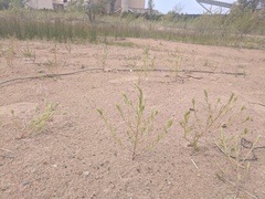 Corispermum villosum