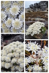 Lachnaea filamentosa