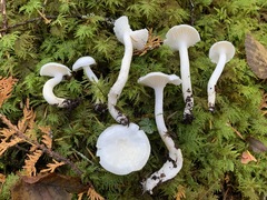 Hygrophorus piceae