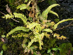 Asplenium monanthes