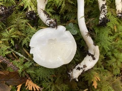 Hygrophorus piceae