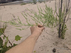 Corispermum villosum