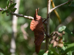 Lobosceliana