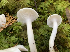 Hygrophorus piceae