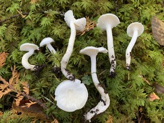 Hygrophorus piceae