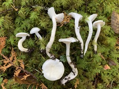 Hygrophorus piceae