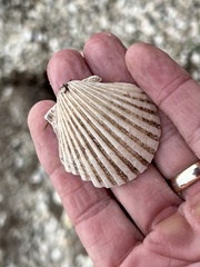 Argopecten irradians